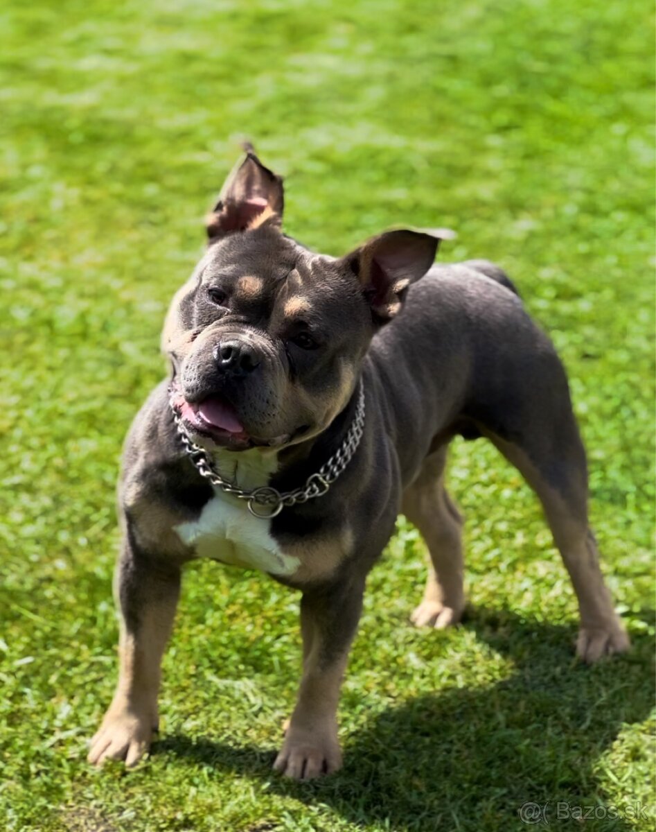 American Bully pes Kvalitne Geny