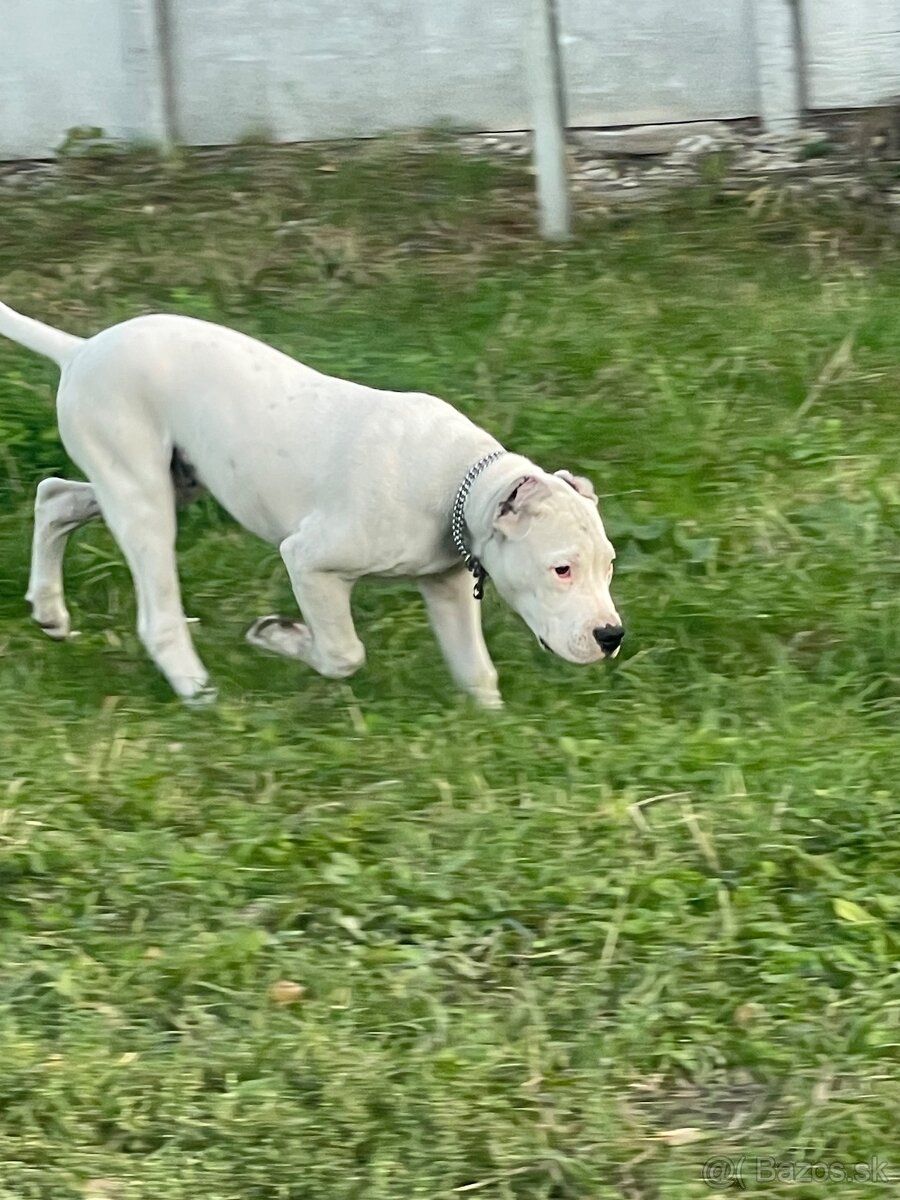 Argentinska doga