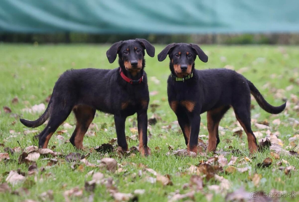 Beauceron s PP