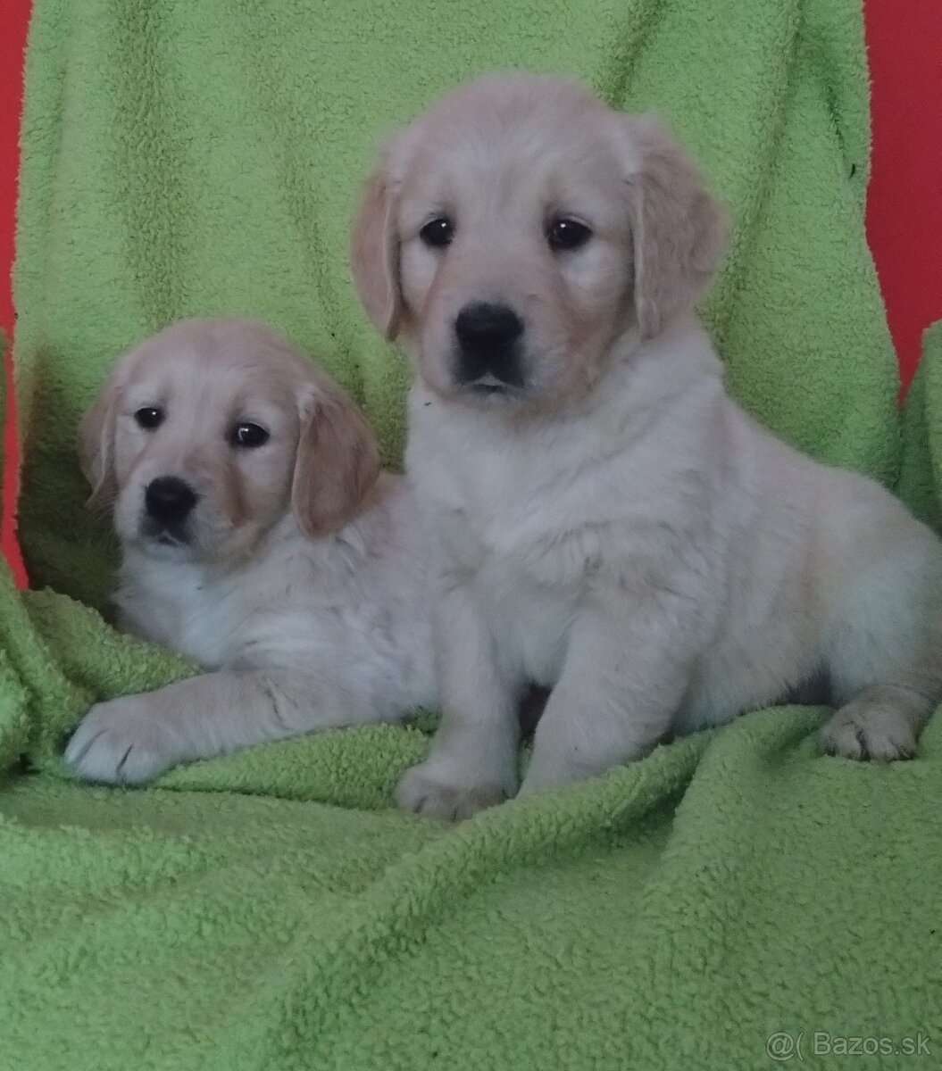 Zlatý retriever, Golden retriever