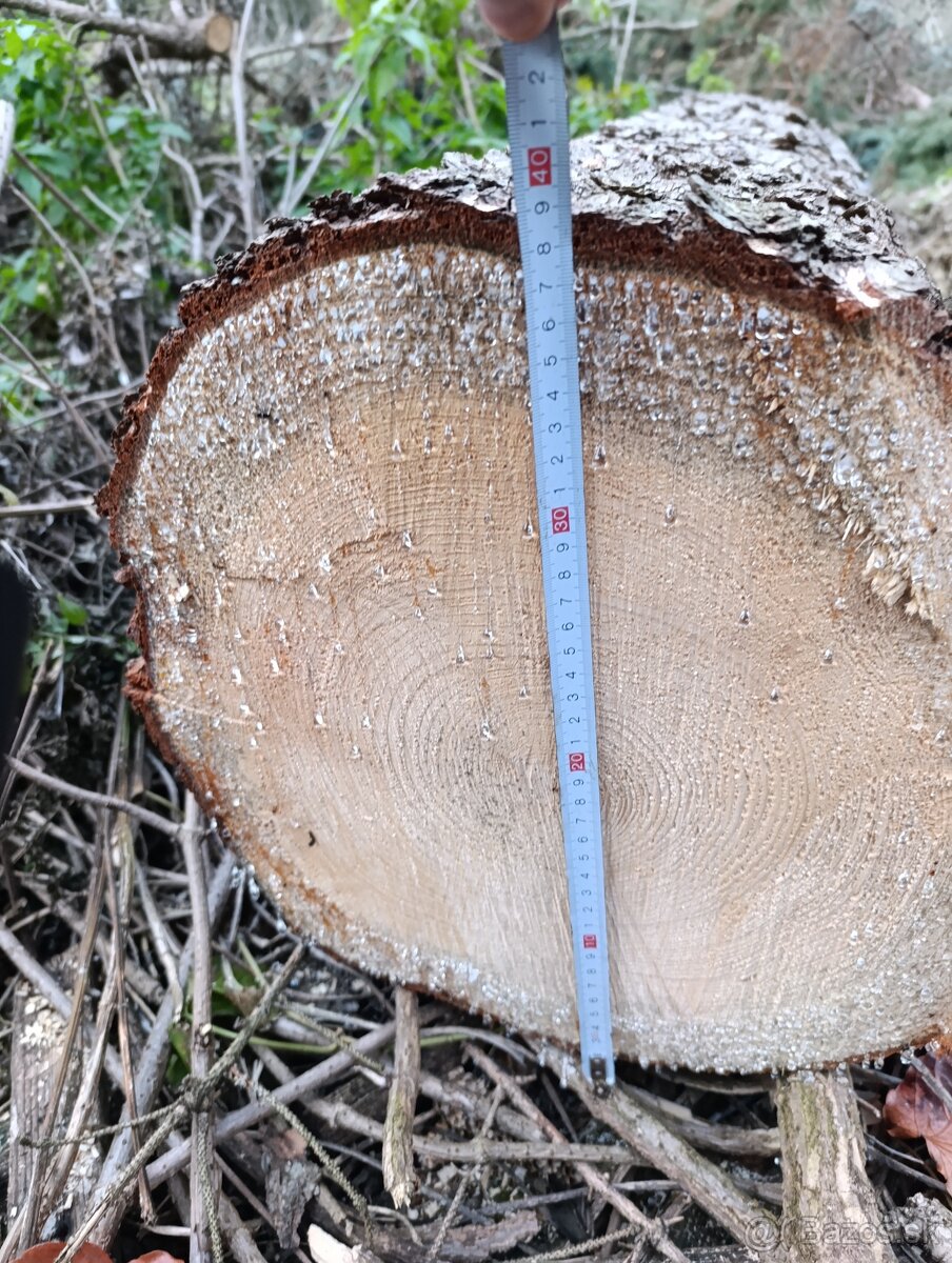 Predám 2 kmene stromu priemer cca 40 CM, dĺžka 320 cm