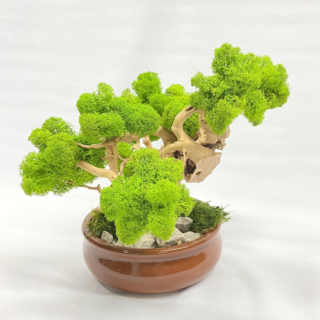 Machový bonsai