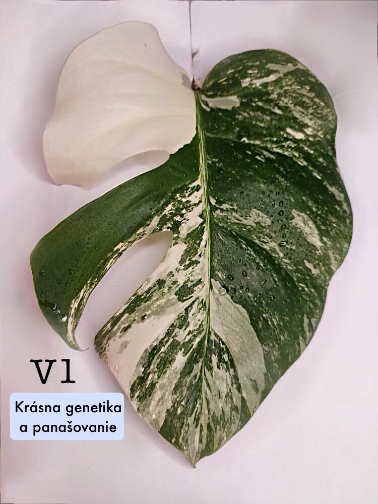 Monstera Albo Variegata