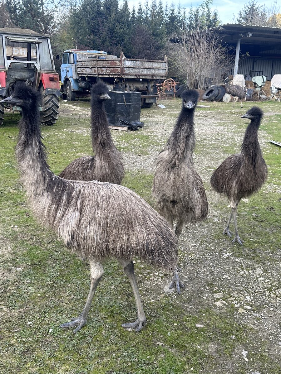 Predám emu hnedý