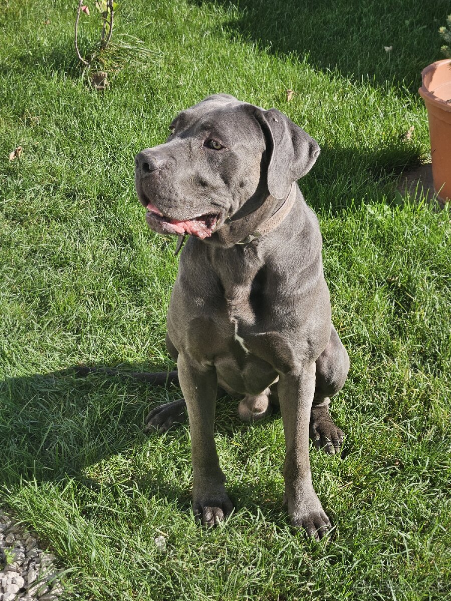 Cane corso