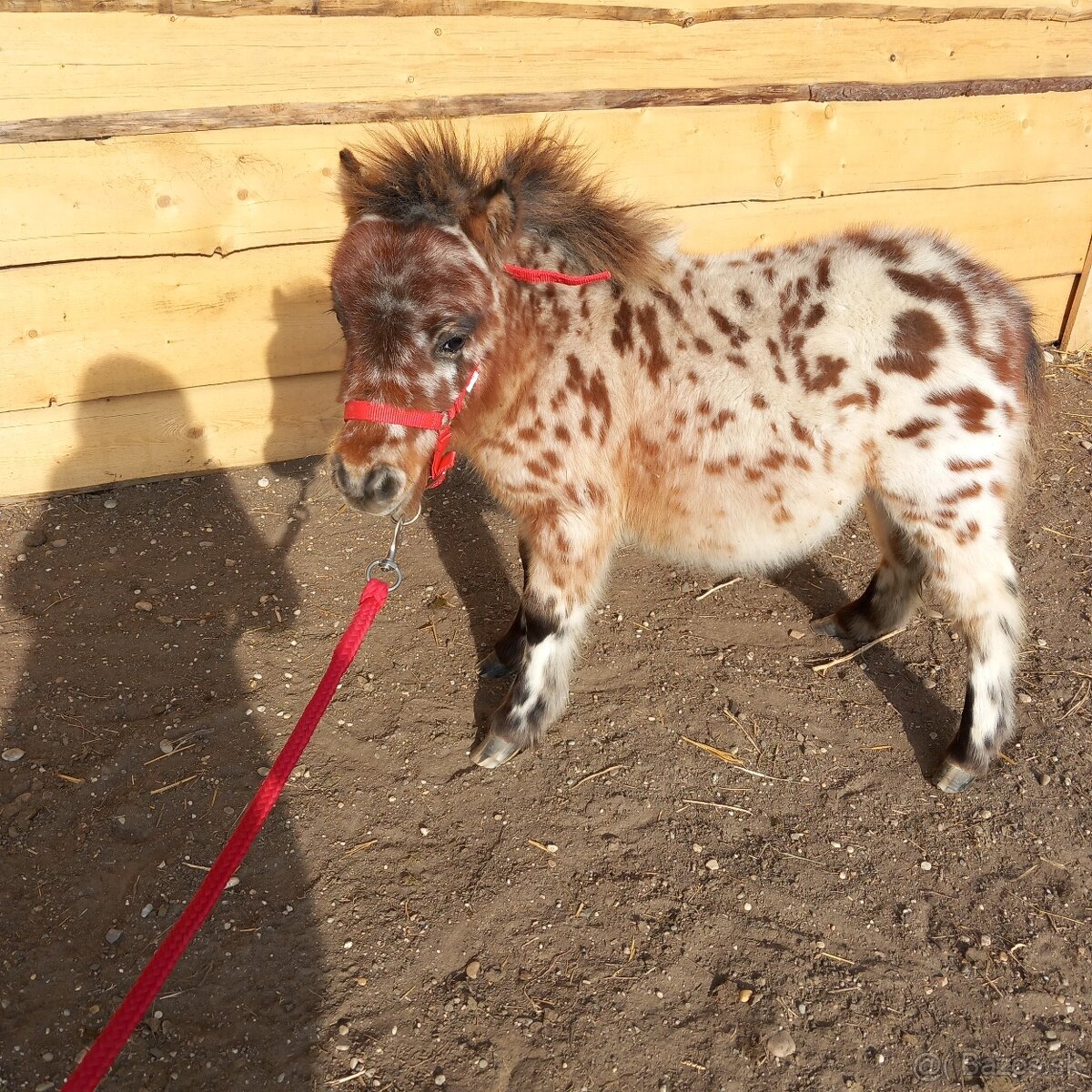 Žrebec mini shetland pony  "PEPE"