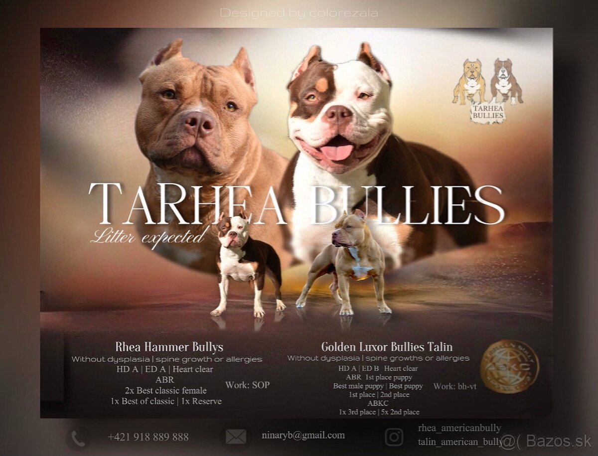 American bully s pp