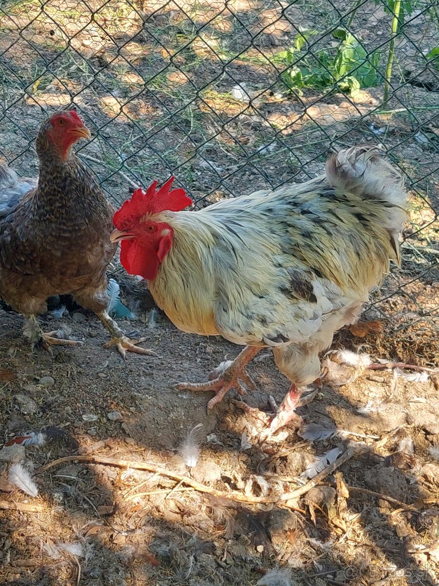 Kohúti marans, ameraucana a mix