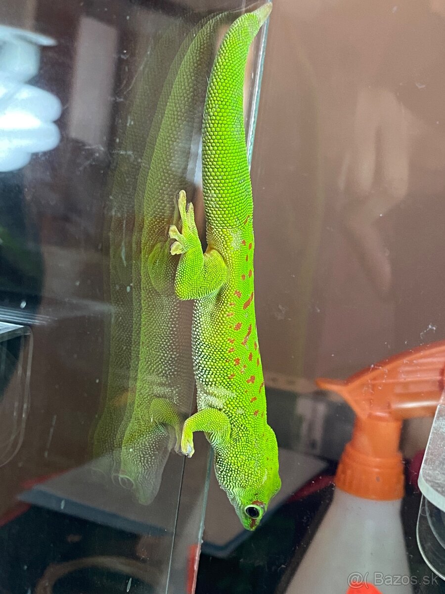 Predám 0,1 phelsuma m. grandis