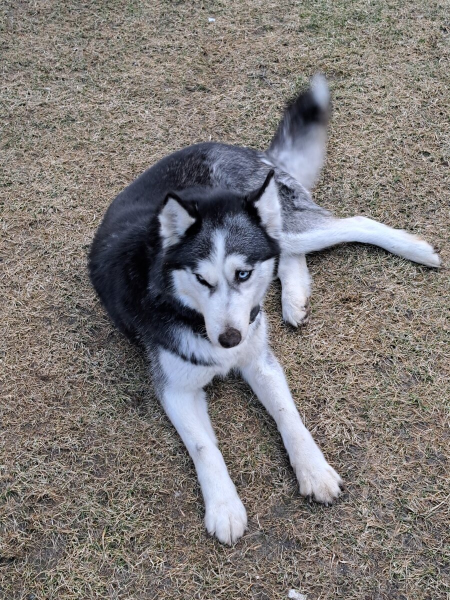 Sibírsky husky