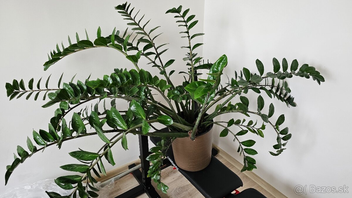 Zamiokulkas/Zamioculcas