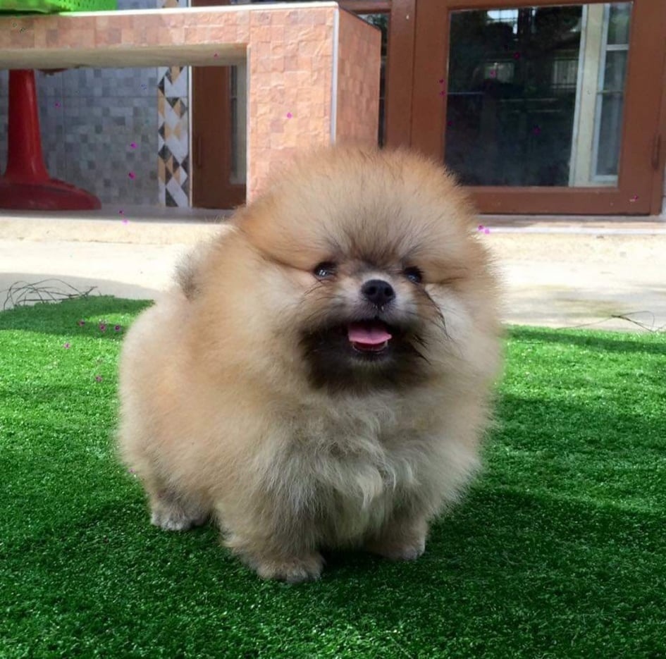 Pomeranian