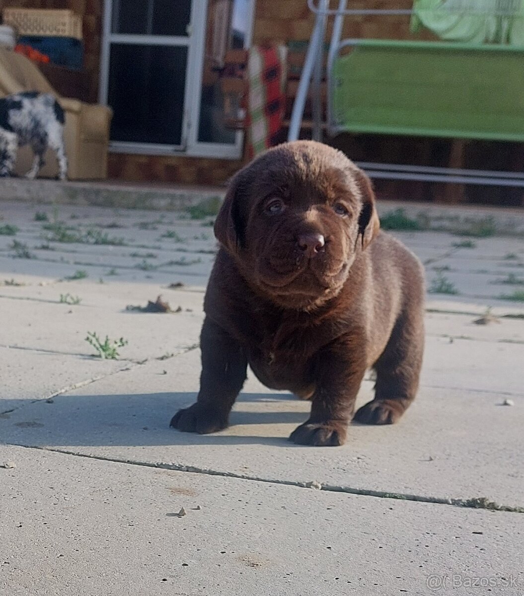 Labrador retriever s PP,Labradorsky retriever