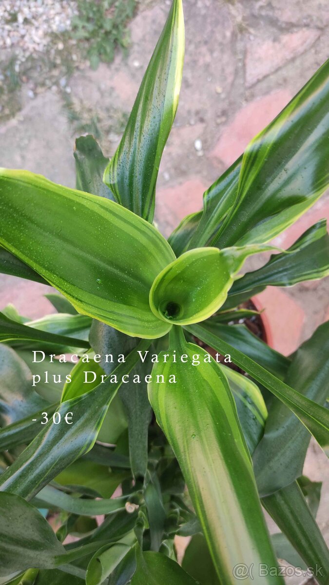 Dracena -veľká