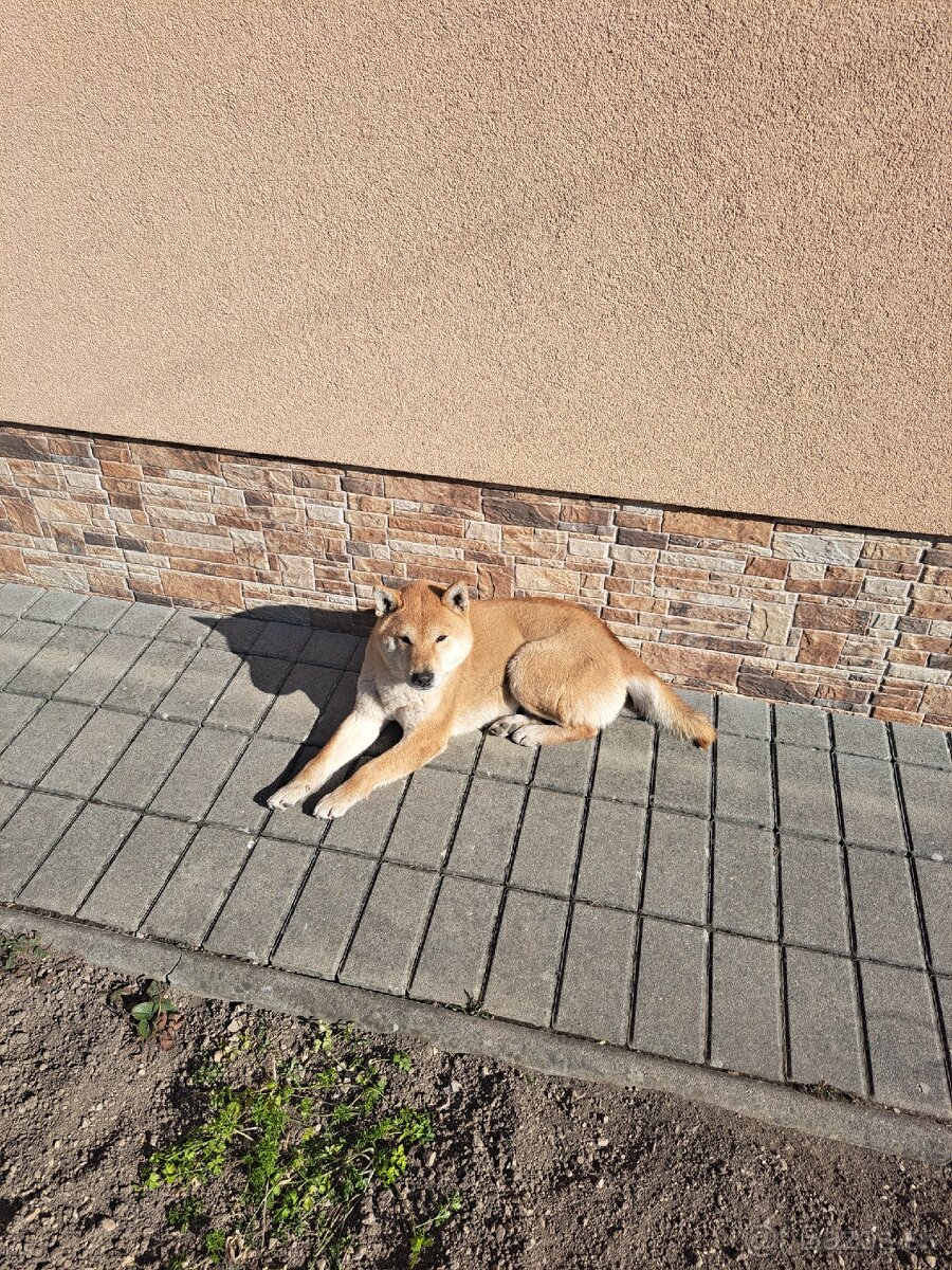 Shiba inu