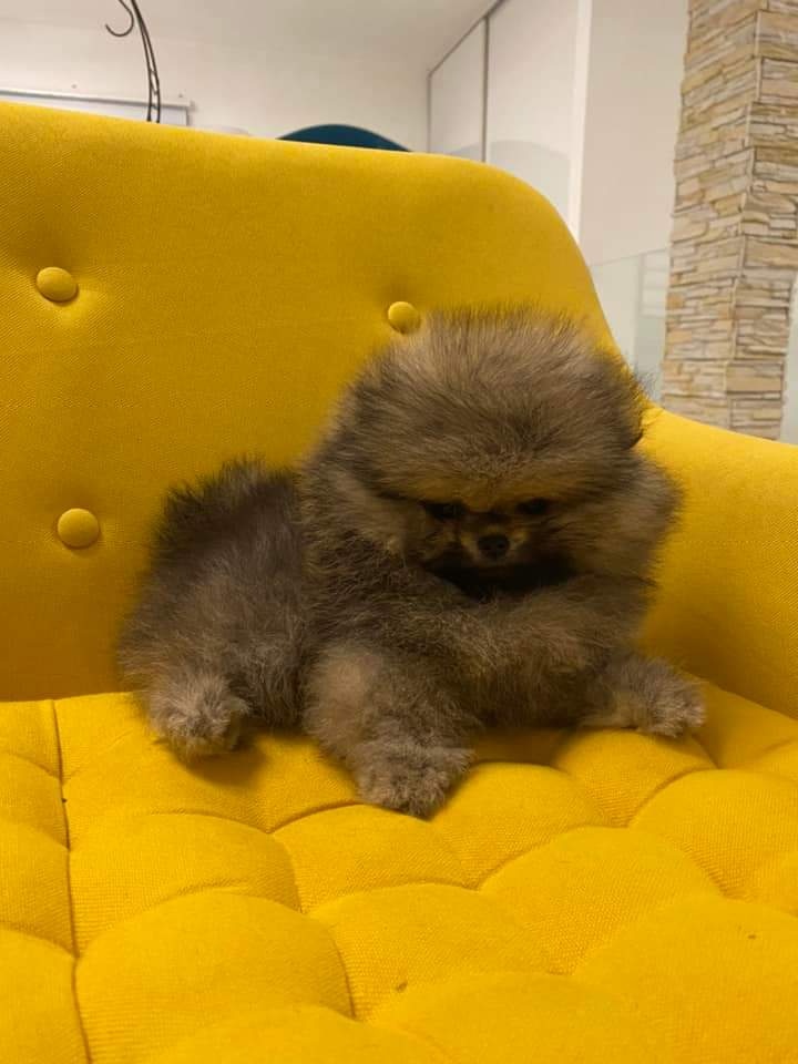 Pomeranian mini