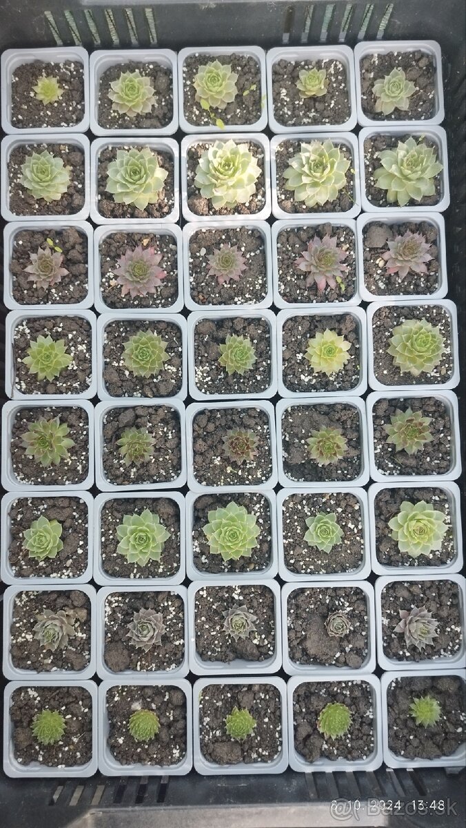 Skalničky / Sempervivum - rôzne druhy