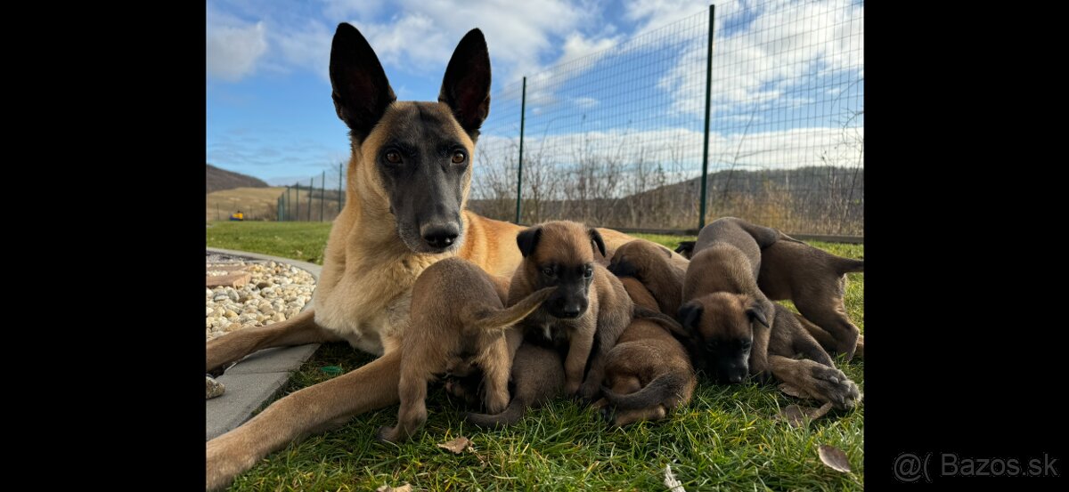 Belgicky ovciak malinois