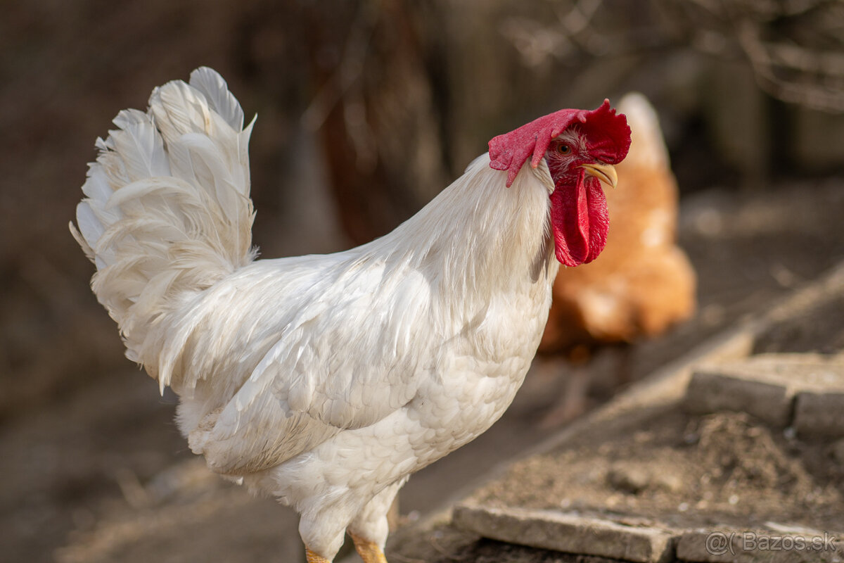 Predám biele kohuty Leghorn