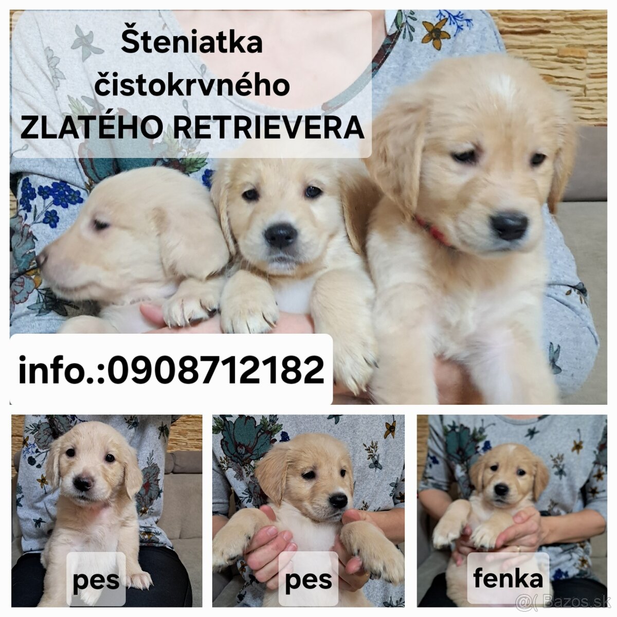 Predám šteniatka-Zlatý retriever bez PP