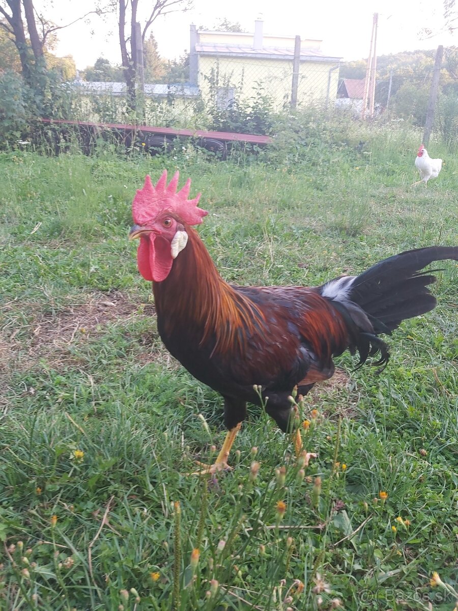 Leghorn vlaska jarabicia