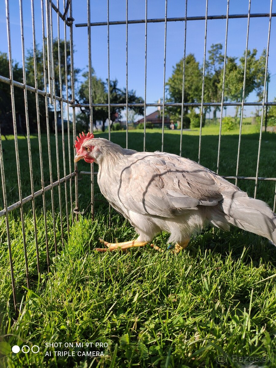 Kohútik vlašky perlovošedej