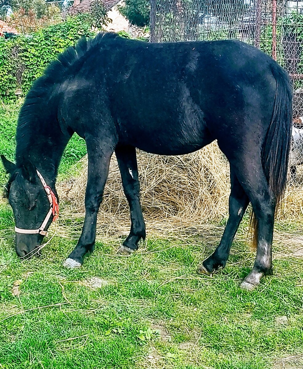 Welsh sportovy pony kobylu deres