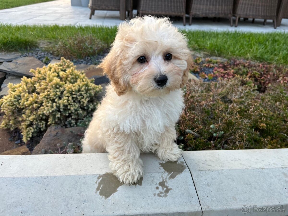 Maltipoo - šteniatko, predbežne rezervácia