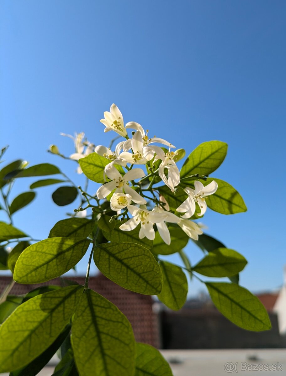 Muraja metlinatá (Murraya paniculata)