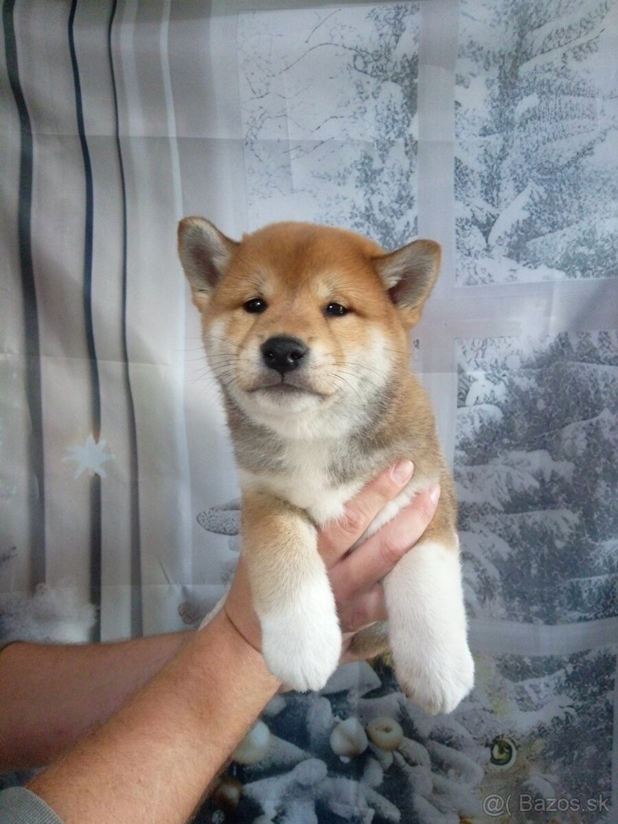 Shiba Inu s PP FCI