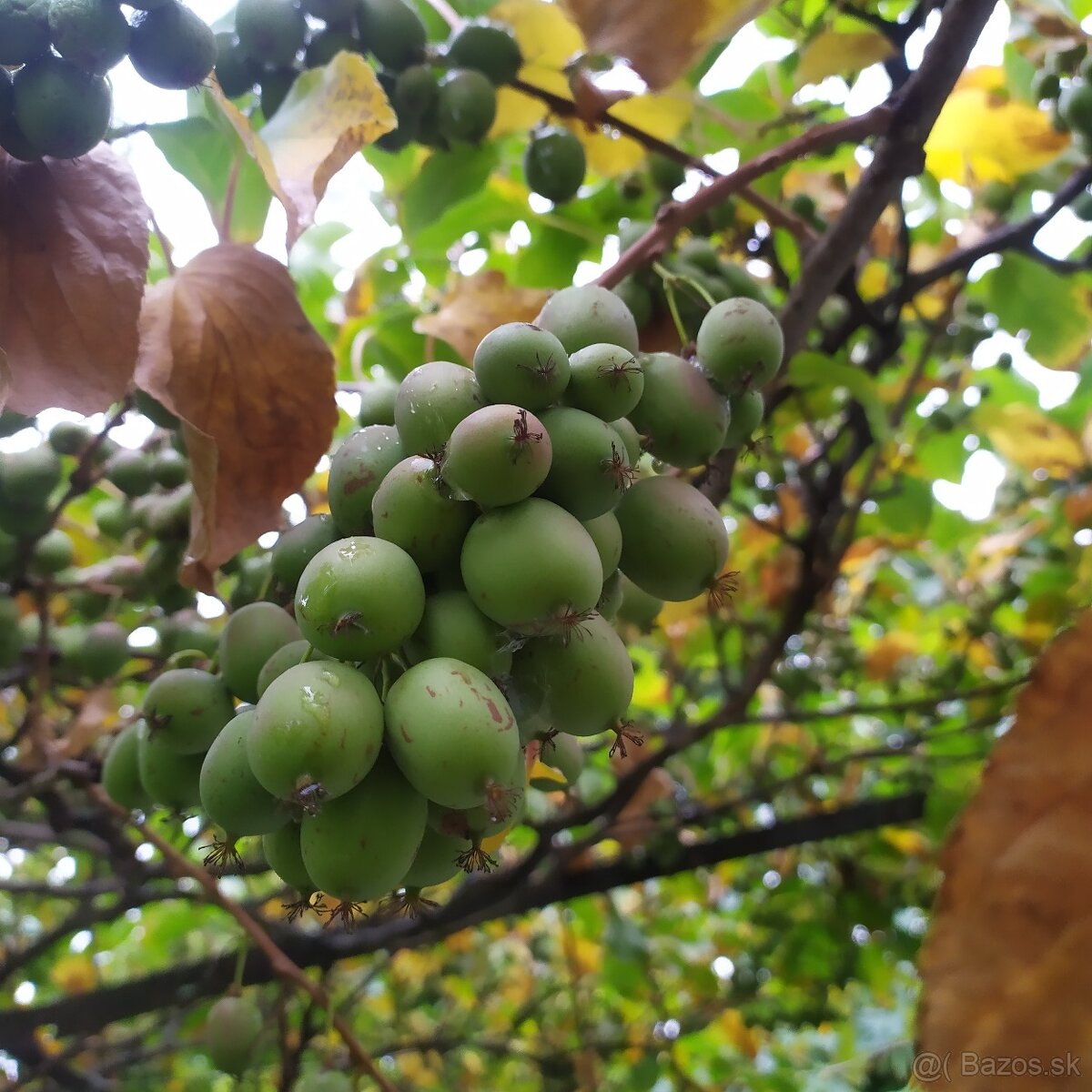 Predám MINI  KIWI