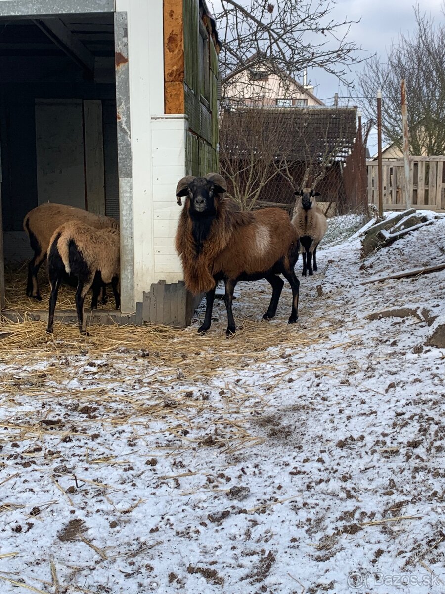 Kamerunské ovce baran