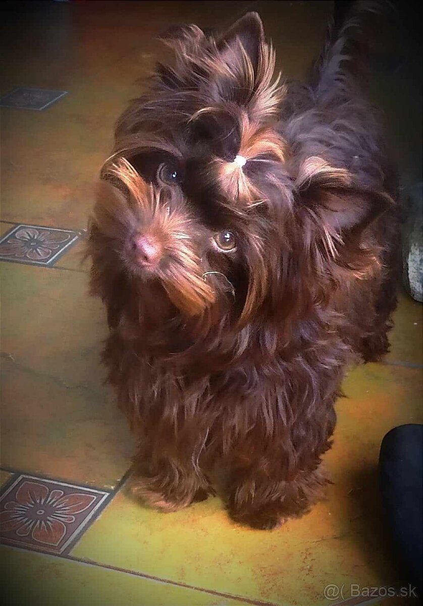 Jorkšírský terier, Jork, York, Yorkshire terrier