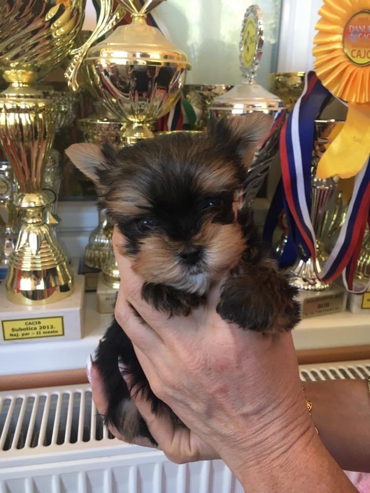 Yorkshire Terrier, York, Mini Yorkshire, Fci pp