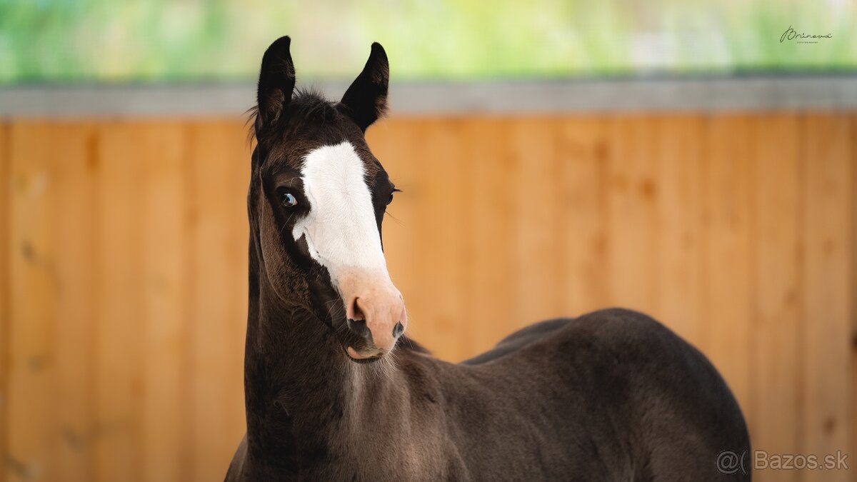 Letošní American Quarter Horse black klisna, vnučka Gunnera