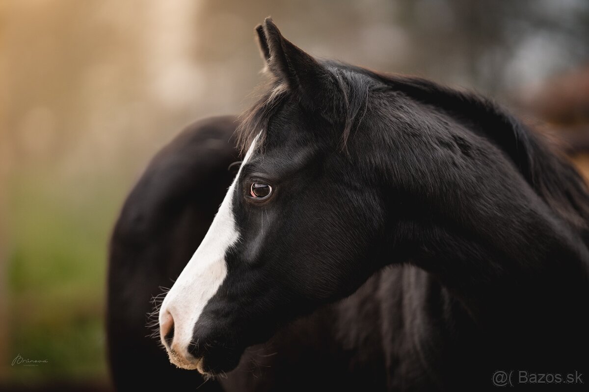 Letošní American Quarter Horse black klisna, vnučka Gunnera