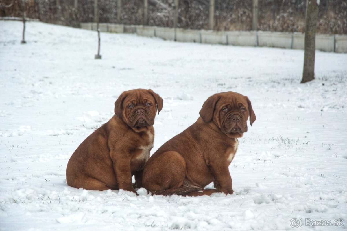 Bordeauxská doga, Dogue de Bordeaux, Bordo doga