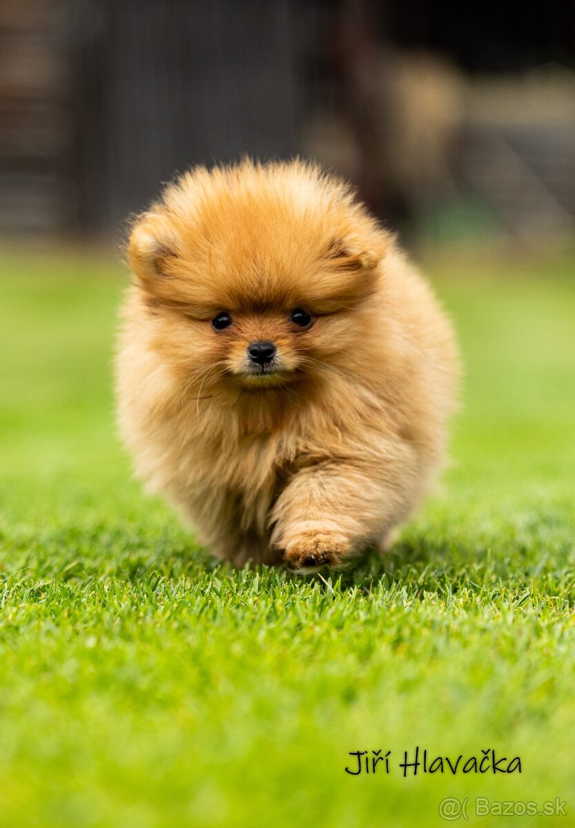 Pomeranian s PP