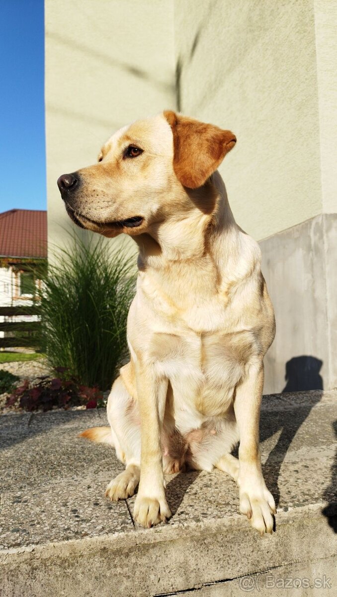 Ponúkam fenku Labradora na krytie.