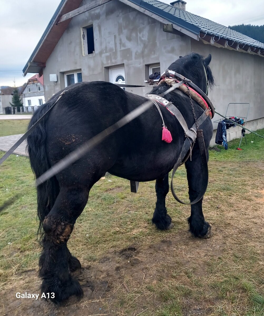 Všestrany žrebec