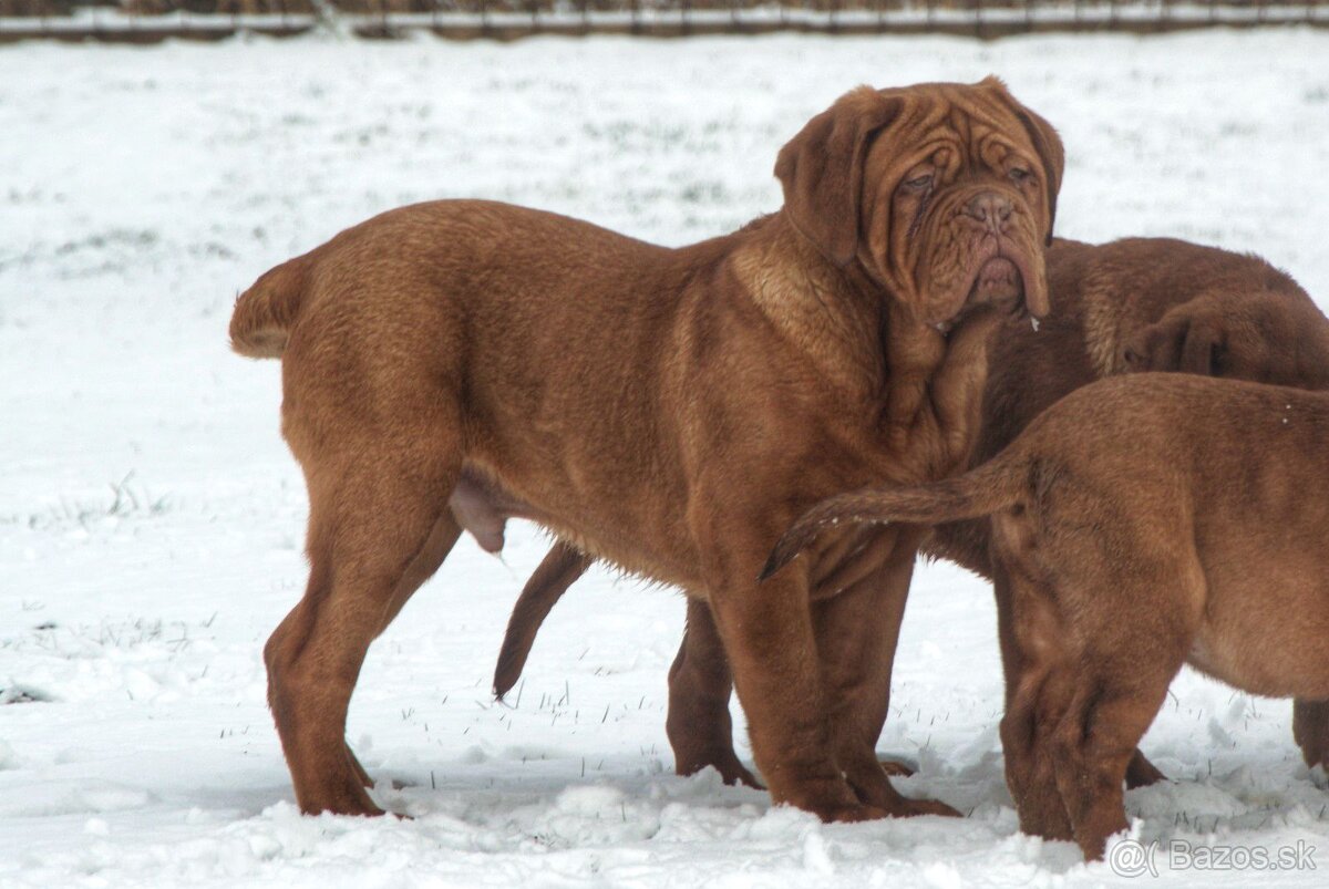 Dogue de Bordeaux, Bordeauxská doga, Bordo doga