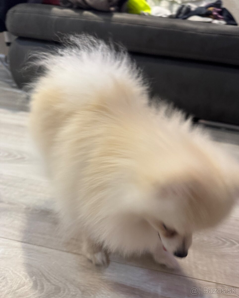 Pomeranian boo mini