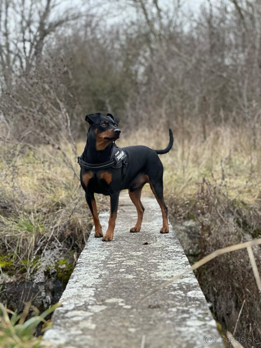 German pinscher