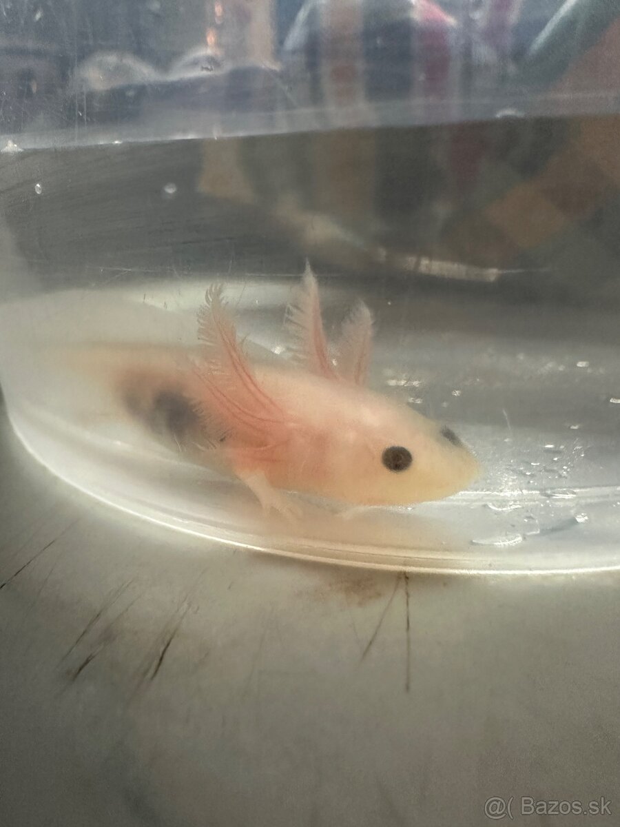 Axolotl mexický- Vodní dráček