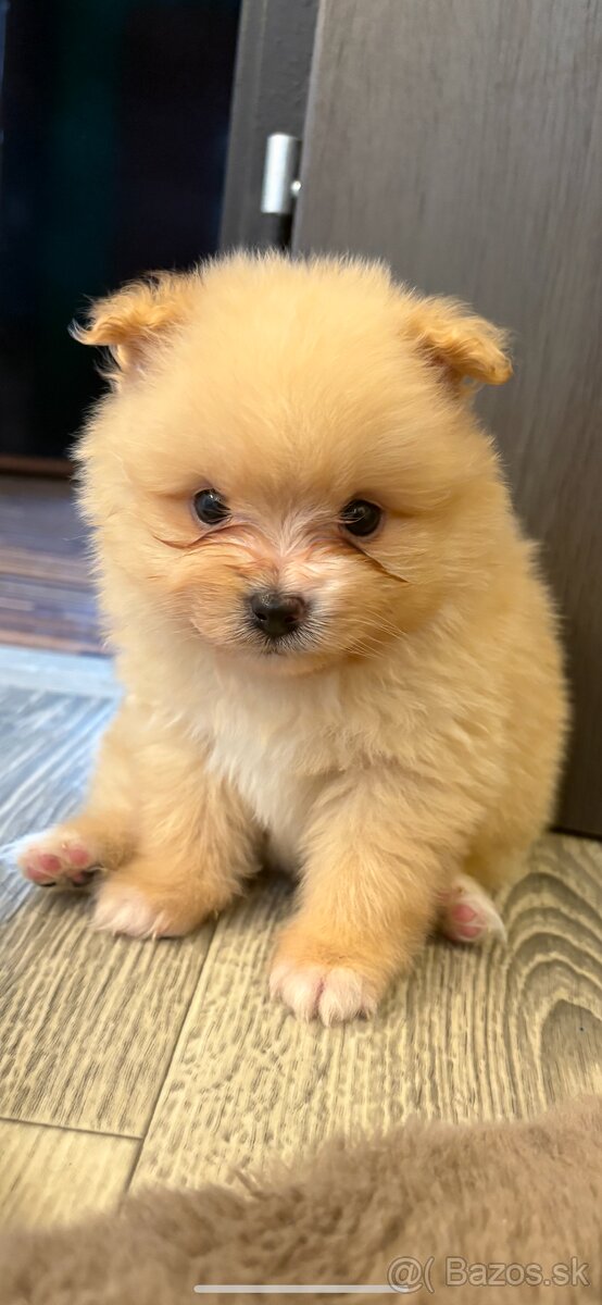 Pomeranian-pomerian