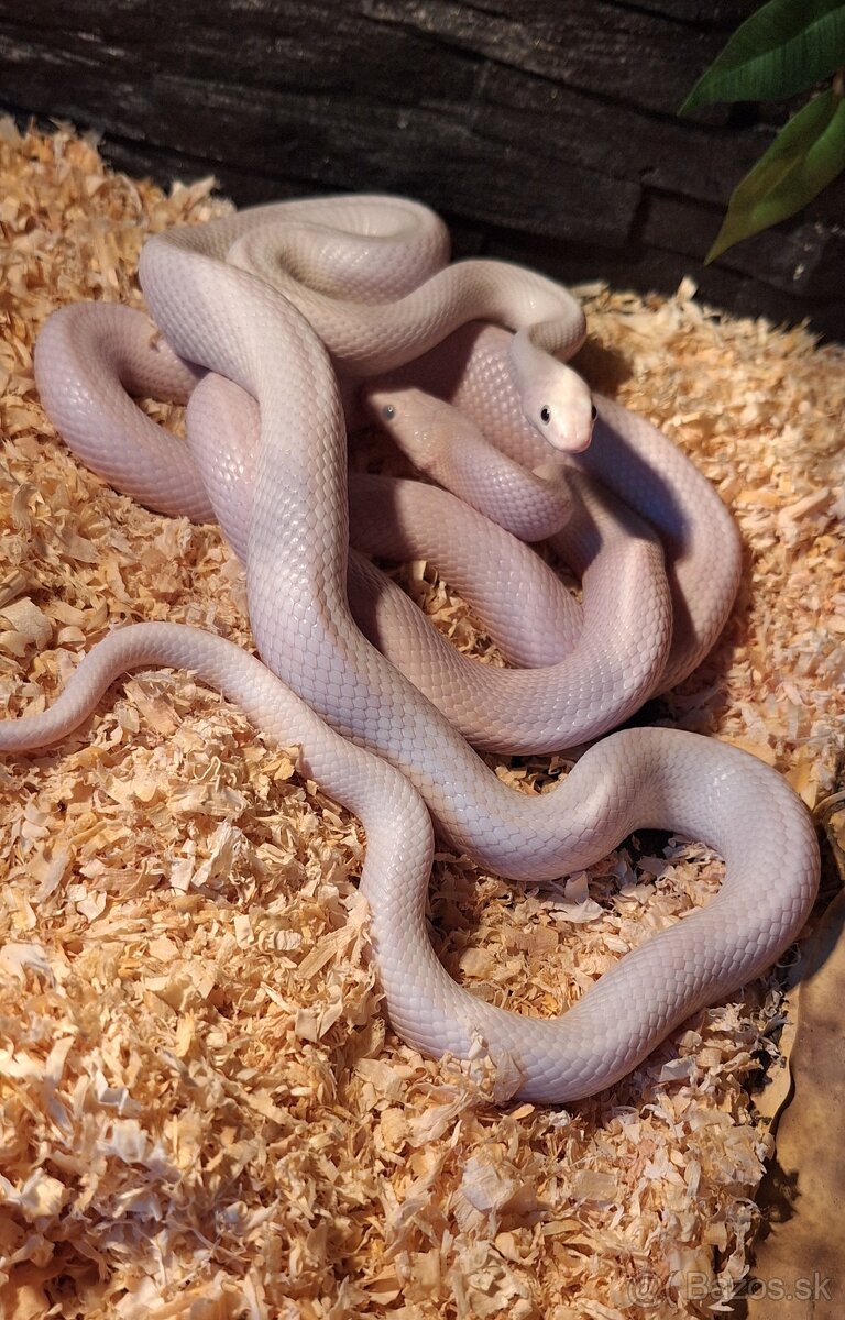 PANTHEROPHIS OBSOLETUS LEUCISTIC