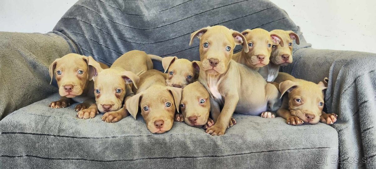 Americký pitbulterier pitbull pit bull silverfawn lilac rar