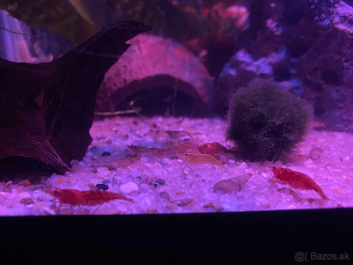 Predam krevetky neocaridina red rili a cherry