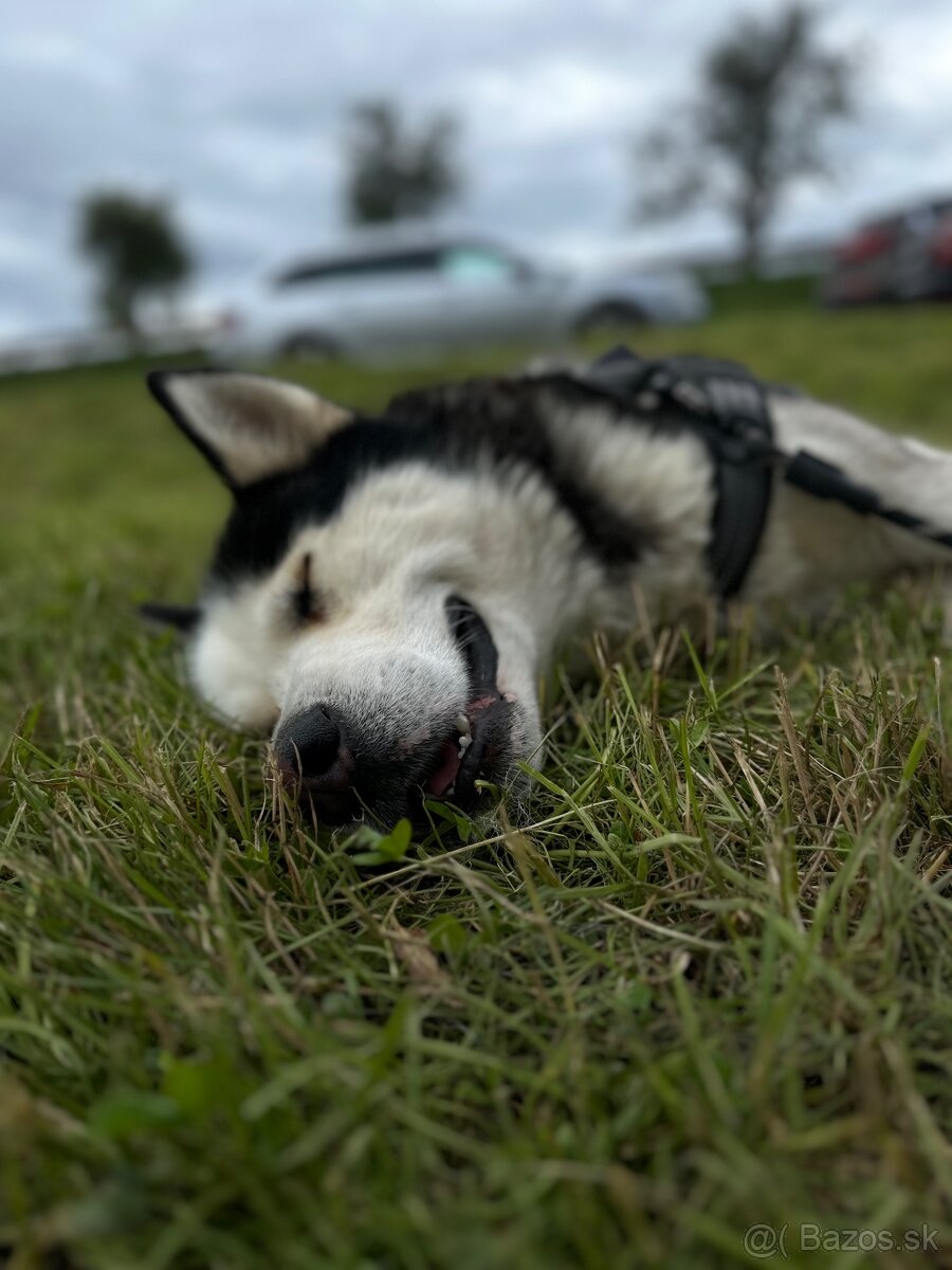 Ponúkam Huskyho na krytie