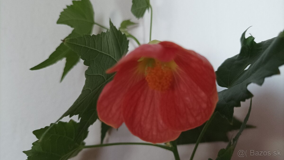 Izbový javor - abutilon